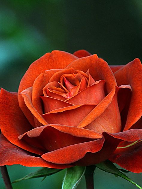 Burnt Orange Heels, Floribunda Rose, Floribunda Roses, Mixed Flowers, Chocolate Roses, Orange Heels, Hybrid Tea Roses, Pretty Roses, Beautiful Flower Arrangements