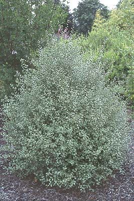 Pittosporum Silver Sheen, Ficus Hedge, Pittosporum Tenuifolium, Hedges Landscaping, Flower Hedge, Garden Front Of House, Evergreen Hedge, Broadleaf Evergreen, Garden Hedges