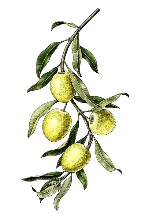 Olive Branch Illustration, Branch Illustration, Olive Branch Tattoo, Vintage Clip Art, Watercolor Fruit, Botanical Illustration Vintage, Greek Mythology Art, Clip Art Vintage, Illustration Vintage