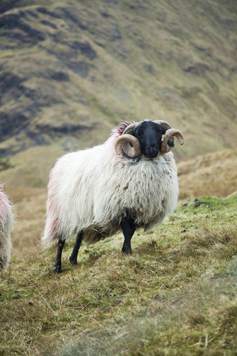 Photo Black Faced Sheep, Animal Magnetism, On The Run, Sirius Black, The Run, Big Game, Marine Life, Big Cats, Wyoming