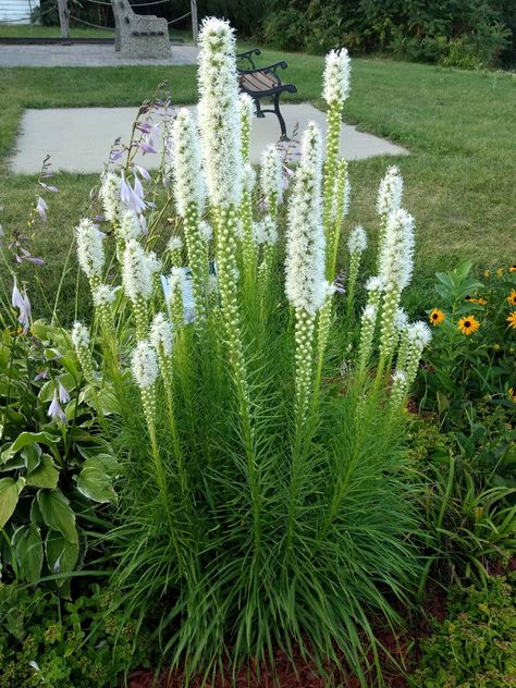 Liatris Flower, Utah Landscaping, Liatris Spicata, Front Flower Beds, Floral Design Classes, Flower Identification, Back Garden Design, Sun Garden, Moon Garden