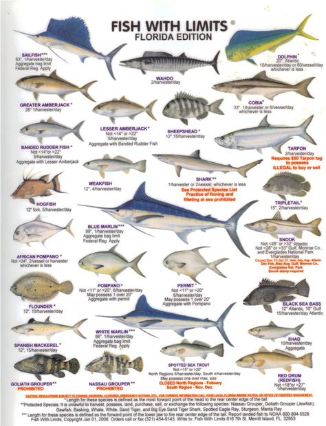 Florida Game Fish Animal Types, Catamaran Sailing, Fish Chart, Fish Images, Fish Games, Florida Fishing, Florida Fish, Fishing 101, Fish Decor