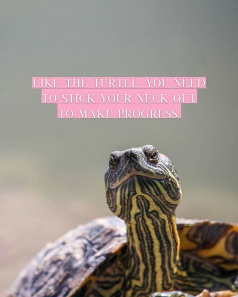 Turtle Captions Instagram, Funny Turtle Quotes, Quotes About Turtles, Turtle Wisdom Quotes, Advice From A Sea Turtle, Turtle Quotes, Land Turtles, Darling Quotes, Snapping Turtle