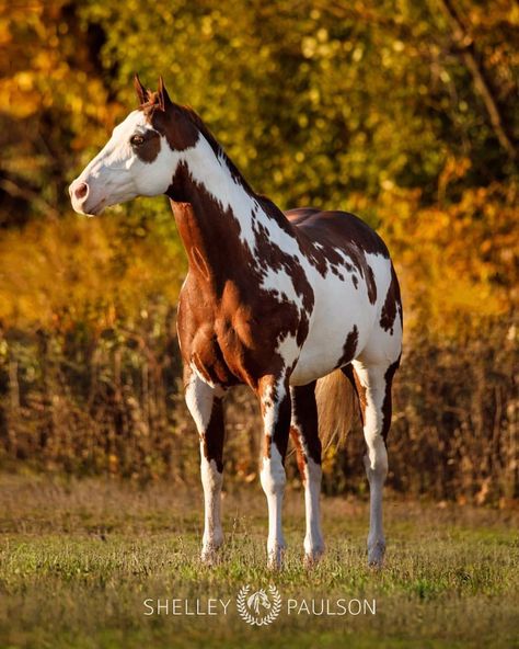 Paint horse in autumn. Photo by Shelley Paulson, shelleypaulson.com Paint Horse Breed, Horses Photos, Nature Reference, Horse Markings, Beautiful Horses Photography, American Paint Horse, Winter Horse, Paint Horses, Gorgeous Horses