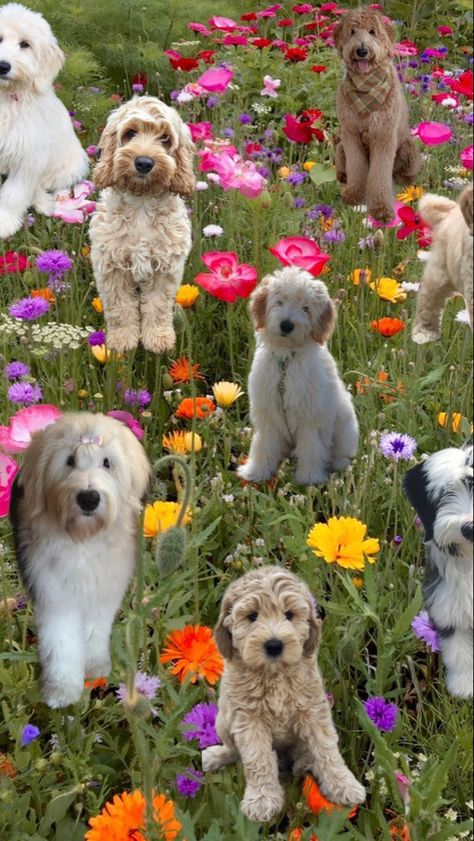 Goldendoodle Wallpaper, Valentines Iphone Wallpaper, Doodle Wallpaper, Fluffy Dogs, Labradoodle, Cute Wallpaper Backgrounds, Flower Field, Goldendoodle, Rabbits