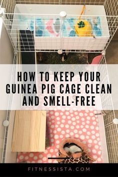 Guinnea Pig, Guine Pig, Pig Habitat, Diy Guinea Pig Cage, Guinea Pig Diy, Pig Care, C&c Cage, Guinea Pig Food, Guinea Pig Accessories