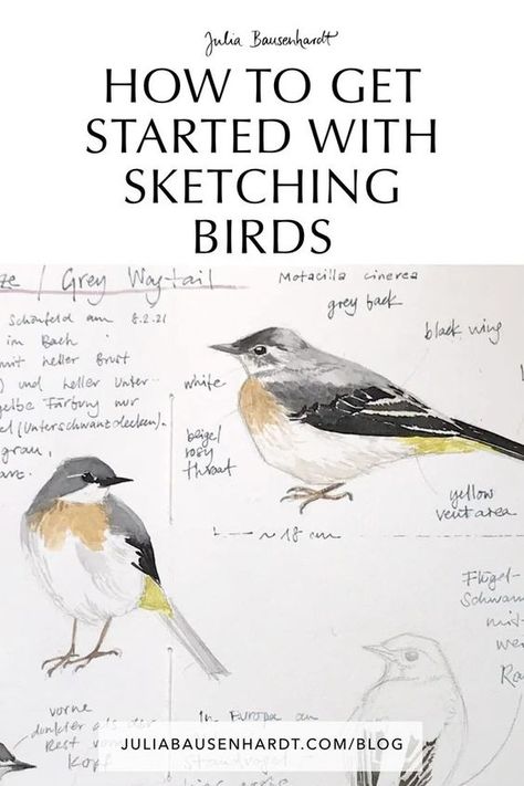 Birding Journal Ideas, Drawing Birds Tutorial, Birds Watercolor Paintings, How To Draw A Bird, Bird Illustration Drawing, Bird Sketching, Watercolor Birds Tutorial, Bird Watching Journal, How To Draw Birds