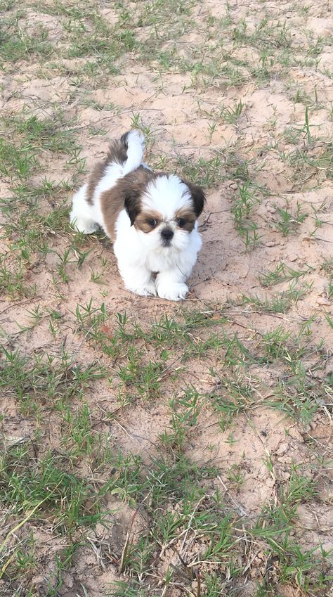 Puppies Shih Tzu, Dog Snapchats, Puppy Store, Puppy Dog Pictures, Perro Shih Tzu, Shitzu Dogs, Shitzu Puppies, Shih Tzu Puppies, Cute Puppy Breeds