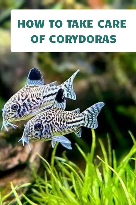 There is a wide variety of cory catfish, which means there is a fish for everyone's taste. If you're looking for a peaceful fish that you can keep in your home aquarium, then cory catfish is perfect for you. Find out in this blog 9 rare types of cory catfish. #corycatfish #freshwaterfish #aquariumfish Brine Shrimp Aquarium, Survival Knowledge, Fish Project, Aquarium Catfish, Ocean Life Photography, Aquarium Inspiration, Cory Catfish, Fancy Fish, Aqua Decor