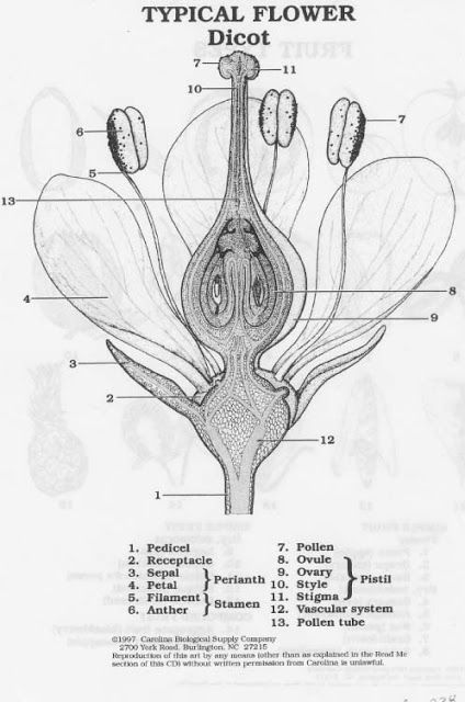 Flower anatomy. Flower Anatomy, Biology Plants, Scientific Drawing, Flower Structure, Photography Inspiration Nature, Plant Study, Science Illustration, Parts Of A Flower, Plant Science