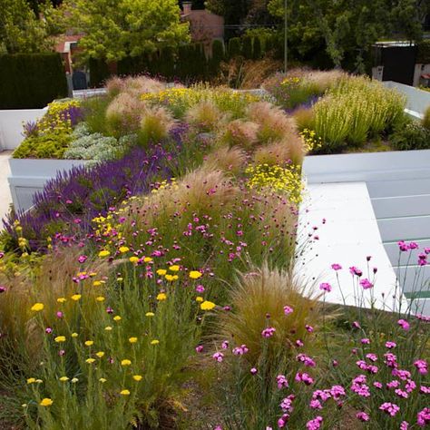 Pergola Deck, Contemporary Garden Design, Patio Cover, Grasses Garden, Contemporary Garden, Mediterranean Garden, Native Garden, Rooftop Garden, Roof Garden