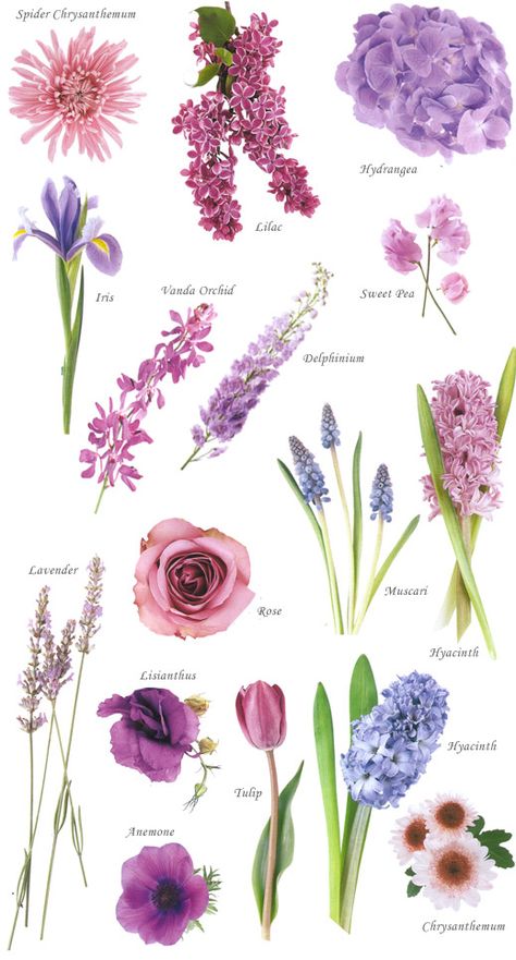 Flowers And Their Names, Flower Chart, نباتات منزلية, Purple Shades, Purple Wedding Flowers, Flower Guide, Blue Wedding Flowers, Flower Names, Trendy Flowers