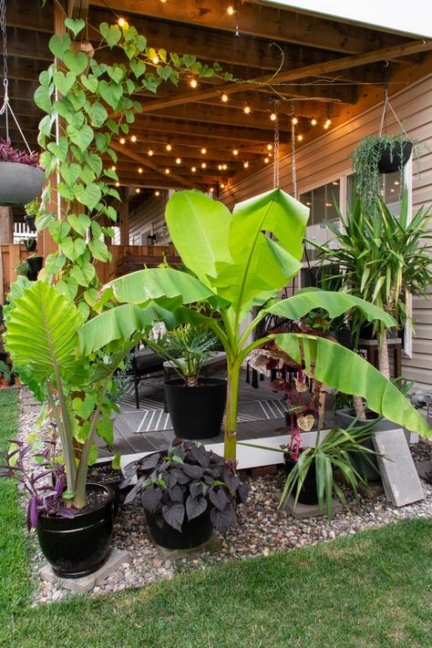 Plants For Decks And Patios, Planting Around Deck, Plants On Deck Ideas, Townhouse Deck Ideas, Townhome Backyard Ideas, Deck With Plants, Ac Fence, Garden Necessities, Banana Plant Care