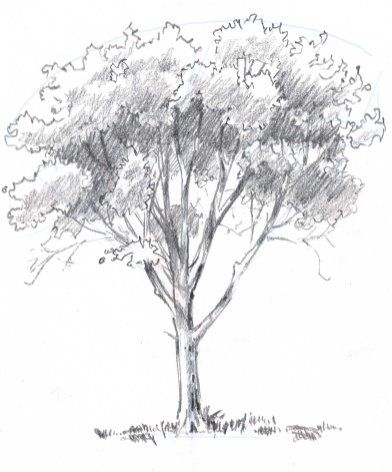 Adjust the values of the shadows as necessary. Here I thought the branches seemed too dark against the foliage so I darkened the shadow areas. How To Draw Trees, Oak Tree Drawings, Trees Drawing Tutorial, Draw Trees, Tree Drawing Simple, Tree Drawings Pencil, Pencil Trees, Illustration Simple, Simple Tree