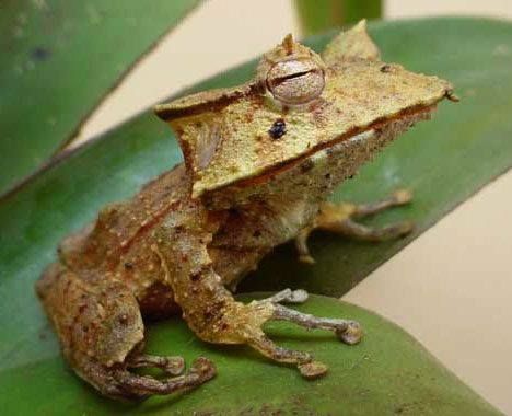 Hemipractus fasciitis Frog Species, Funniest Animals, Amazing Frog, Desert Animals, Horned Frogs, Rare Animals, A Frog, Frog And Toad, Tree Frogs