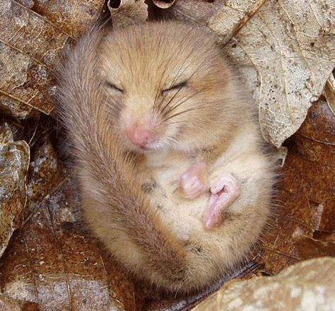 sleeping dormouse #makesmehappy @White Stuff UK Dave Williams, British Wildlife, Wild Creatures, Forest Creatures, Unusual Animals, Woodland Creatures, Hamsters, Cute Creatures, Wonderful Things