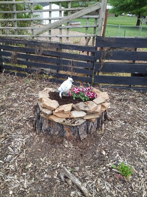 Old half rotton tree stump.. .looks great now!!!!! Old Stump Ideas Front Yards, Short Tree Stump Ideas Outdoor, Old Stump Ideas, What To Do With Stumps In The Yard, Tree Stump Fountain, Garden Ideas With Tree Stumps, Tree Stump Ideas Outdoor, Birdbath On Tree Stump, Flower Bed In Tree Stump