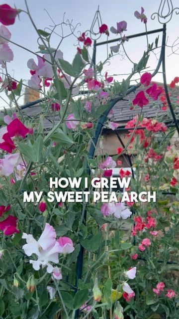 Sweet Pea Arch, Sweet Pea Trellis, Pea Trellis, Diy Trellis, Sweet Peas, Sweet Pea, My Favorite Part, Garden Arch, Peas