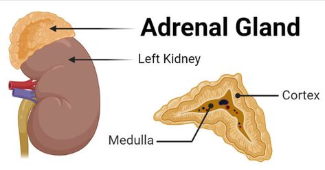 What is Adrenal Gland? Definition of Adrenal Gland The adrenal glands, also called suprarenal glands, are a pair of glands occurring on the top of kidneys and produce different steroid hormones. Adrenal glands consist of two distinct structures; the adrenal cortex and adrenal medulla, both of which are different in structure as well as functions. ... Read more The post Adrenal Gland- Definition, Structure, Hormones, Functions, Disorders appeared first on Microbe Notes. Adrenal Glands Anatomy, Glands And Hormones, Microbiology Notes, Adrenal Medulla, Extracellular Fluid, Anterior Pituitary, Nurse Notes, Adrenal Gland, Adrenal Cortex