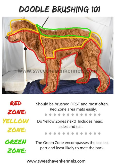 Doodle Grooming Tips, Double Doodle Grooming, Best Golden Doodle Haircuts, Goldendoodle Picture Ideas, Golden Doodle Grooming Tips, Pet Grooming Tips, Golden Doodle Care, Grooming A Doodle, Poodle Grooming Tips