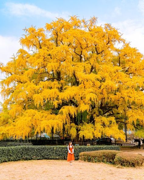 Gingko Tree, Yellow Forest, Ginkgo Tree, Photo Zone, Public Space Design, Korea Travel, A Fairy Tale, Yellow Leaves, Incheon