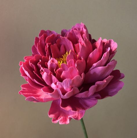 Flower Art Reference Photos, Floral Reference Photos, Peony Flower Aesthetic, Peony Flower Photography, Rose Flowers Drawing, Flowers Photography Peonies, Botanical Photos, Decoration Craft Ideas, Peony Photography