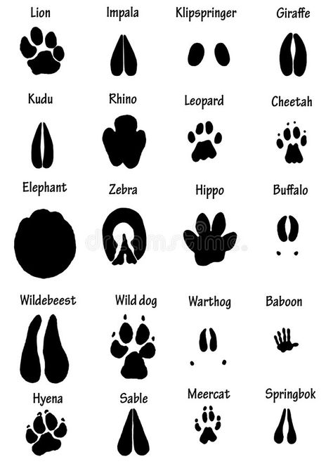 African animal tracks. Photo about footprint, illustration, rhino, track, lion, elephant, hyena, collection, silhouette, illustrations, leopard, claws, paws, springbok - 5216323 Tropisk Fest, Jungle Thema, Animal Footprints, Wild Kratts, Africa Animals, Animal Tracks, Printable Animals, Safari Party, Safari Theme