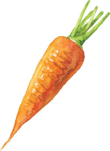 Carrots Drawing, Carrots Illustration, Carrot Sketch, Carrot Painting, Carrot Watercolor, Drawing Vegetables, Painting Vegetables, Carrot Illustration, Vegetables Drawing