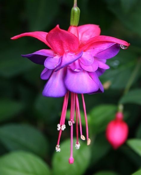 Fuchsia Plant, Fuchsia Flower, Fuchsia Flowers, Red And White Flowers, Starter Plants, Most Beautiful Flowers, Low Maintenance Plants, Dark Eyes, Bedding Plants