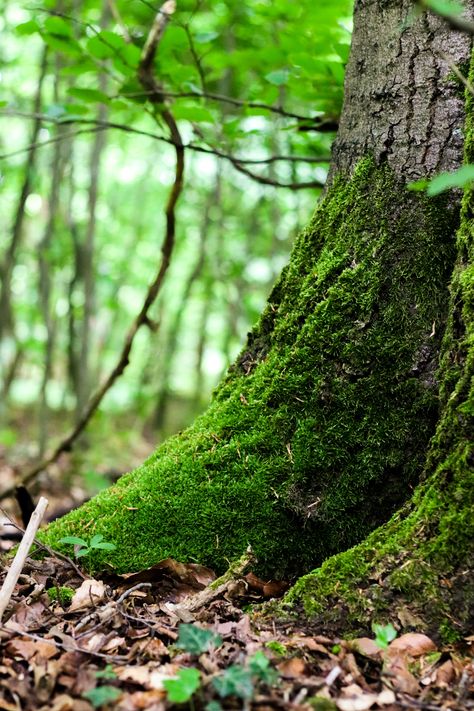 Nature photography, close up of a beautiful green moos on a forest Nature Green Photography, Earth Element Photography, Green Environment Photography, Up Close Nature Photography, Leaves Photography Ideas, Nature Details Photography, Natural Environment Photography, Forest Close Up, Nature Close Up Photographs