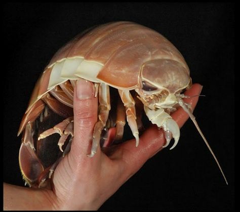 Scary Insect, Giant Isopod. Large Scary Insects Photo Esssay. Bathynomus Giganteus, Giant Isopod, Woodlice, Insect Photos, Deep Sea Creatures, Creepy Crawlies, Arthropods, Weird Creatures, Bugs And Insects