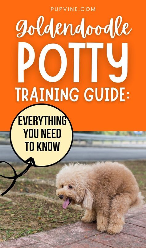 Goldendoodle Training, Potty Training Guide, Goldendoodle Miniature, Poodle Mix Puppies, Goldendoodle Grooming, Animal Humor Dog, Doodle Dogs, Mini Goldendoodle Puppies, Dog Potty Training