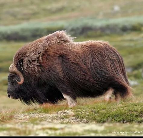 A Musk-Ox Musk Ox Photography, Ox Photography, Musk Ox, Brown Bear, Ox, Animal Kingdom, Photography, Animals