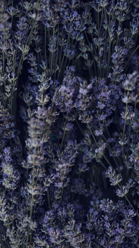 Moody Lavender Aesthetic, Lavender Dark Aesthetic, Lavender Aesthetic Dark, Lavender Plant Aesthetic, Dark Lavender Aesthetic, Lavender Aesthetic Flower, Lavender Flower Aesthetic, Nadia Satrinava, Brown Eyes Aesthetic