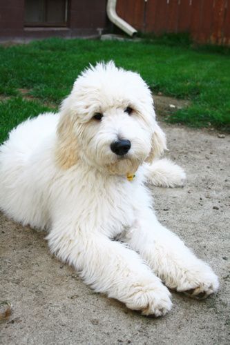 35 Golden Retrievers Mixed With Poodle - The Paws English Goldendoodle, Goldendoodle Haircuts, Goldendoodle Grooming, Labradoodle Goldendoodle, Golden Doodle Dog, Golden Retriever Mix, Dog Haircuts, Australian Labradoodle, Doodle Puppy