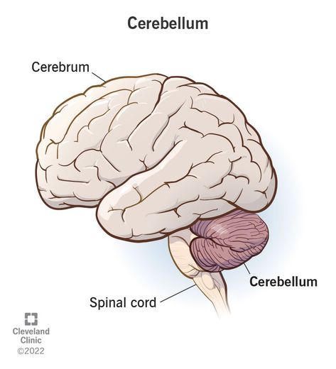 Cerebellum: What It Is, Function & Anatomy Cerebrum Cerebellum Brainstem, Cerebellum Functions, Cerebellum Anatomy, Biology Stickers, Np School, Essential Tremors, Brain Models, Medical Study, Medical Animation