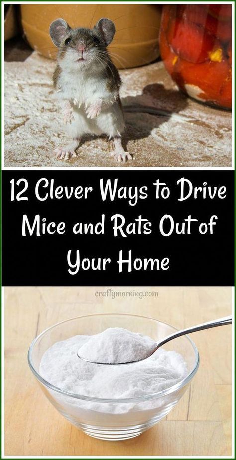 Diy Mice Repellent, Get Rid Of Rats, Getting Rid Of Rats, Mice Repellent, Getting Rid Of Mice, We Are The World, Diy Beauty Hacks, Rodents, Home Health