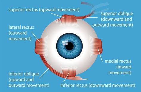 Eye Muscles - All About Vision Strabismus Surgery, Eye Muscles, Eye Function, Eye Surgeon, Eye Twitching, Eye Anatomy, Gcse Revision, Eye Movement, Parts Of The Eye