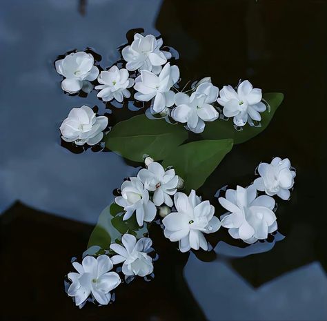 Jasmine Tree, Prythian Courts, Pretty Flowers Photography, Dark Rain, Fav Flower, Flower Boquet, Lotus Flower Pictures, Curly Hair Beauty, Flower Background Images