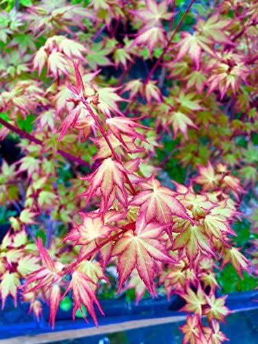 Japanese Maple Garden, Japanese Maple Varieties, Japanese Garden Plants, Small Japanese Garden, Japanese Garden Landscape, Japanese Garden Design, Japanese Maple Tree, Japanese Maple, Maple Tree