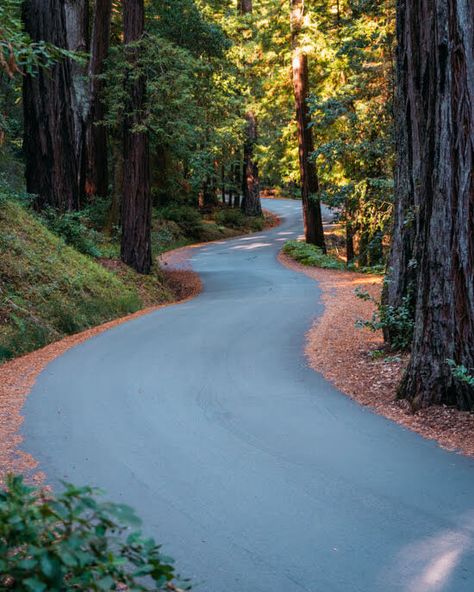 Shadow Beast, Red Wood National Park California, Mount Hermon, Giant Redwoods California, Santa Cruz Redwoods, Santa Cruz Forest, California Resorts, Coastal Redwood, Amazing Scenery