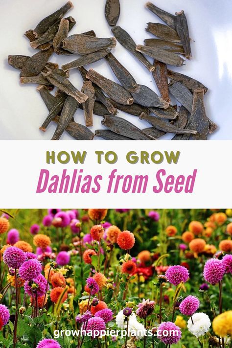 Saving Dahlia Seeds, Growing Dahlias From Seed, Staking Dahlias, Farm Goals, Dalia Flower, How To Grow Dahlias, Dahlia Seeds, Grow Dahlias, Planting Dahlias