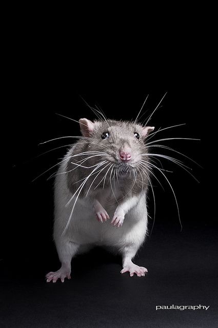 Rat Face, Pet Rodents, Mole Rat, Pet Rat, Fancy Rat, Pet Guinea Pigs, Cute Rats, Pet Mice