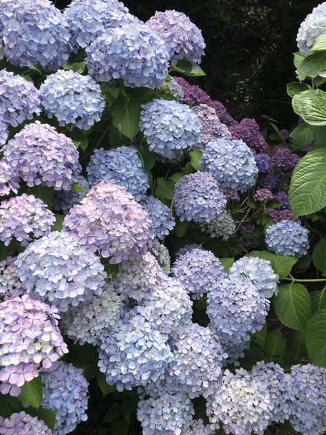 Blue Hydrangea Flowers, Hydrangea Bush, Peonies And Hydrangeas, Hydrangea Garden, Flower Therapy, Hydrangea Flower, Blue Hydrangea, May Flowers, English Garden