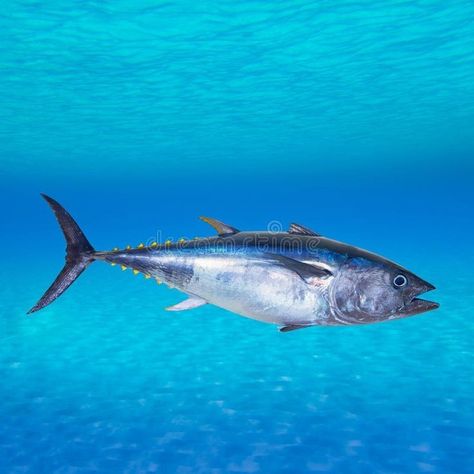 Tuna Fish Photography, Bug Reference, Seashells Photography, Swimming Underwater, Sea Scape, Bluefin Tuna, Art Test, Water Creatures, Photo Mount