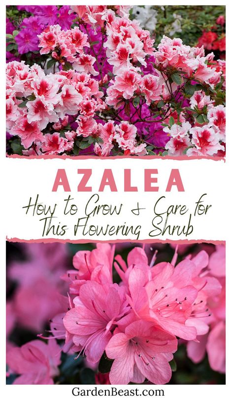 Azalea Plant Care, Planting Azaleas Tips, When To Plant Azalea Bushes, Azalea Shrub Landscaping, Azalea Landscaping Ideas, Encore Azaleas Landscaping Front Yards, Azelea Aesthetic Flower, Azealas Flowers, Azelia Bush Landscaping