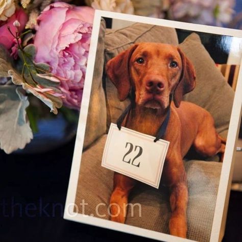 Another way to incorporate your pet in your wedding table numbers. #pets #weddings Photo Table Numbers, Wedding Reception Entertainment, Dog Table, Wedding Table Names, Signing Table Wedding, Wedding Pins, Table Number, Wedding Table Numbers, Free Wedding