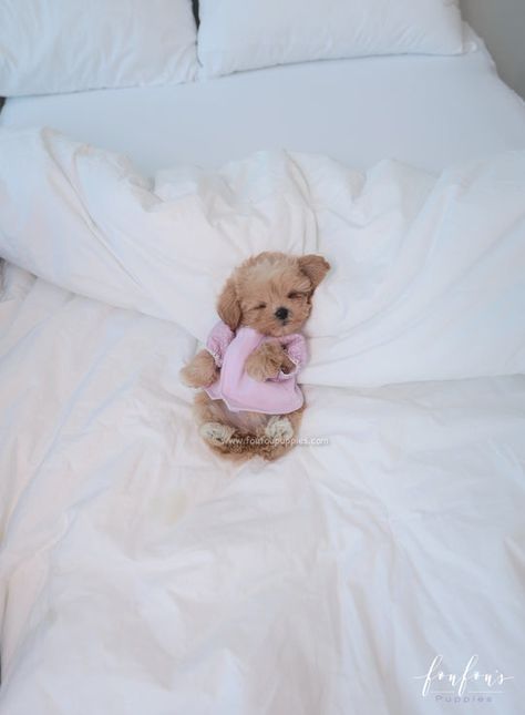 Tea Cup Puppy, Tea Cup Puppies, Teacup Puppy Breeds, Puppy Outfits, Teacup Kitten, Cute Puppies For Sale, Blake Pink, Tea Cup Dog, Teacup Maltipoo