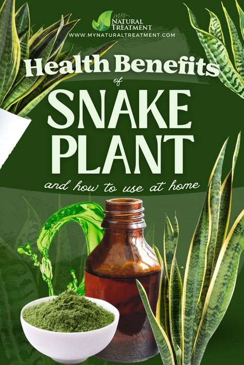 3 Health Benefits of Snake Plant and Natural Remedies #snakeplant #snakeplantuses #snakeplantbenefits #snakeplantremedies #sansevieria Snake Plant Meaning, Snake Plant Benefits, Bantel Sensation Snake Plant, Propergate Snake Plant, Benefits Of Snake Plant, Fernwood Snake Plant, Fibroid Diet, Healing Flowers, Miraculous Healing