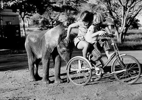 Children together: One of Daphne's orphaned elephant calves decides to play with her human children, daughters Jill and Angela Daphne Sheldrick, Elephant Rescue, Foster Animals, Baby Buffalo, Sheldrick Wildlife Trust, Heartwarming Photos, Wildlife Reserve, Elephant Sanctuary, African Elephant